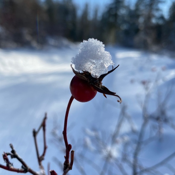 Meet your Posher, Madison - Picture 1 of 1